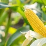 कृषक गोष्ठी