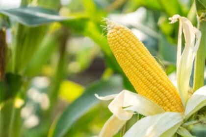 कृषक गोष्ठी