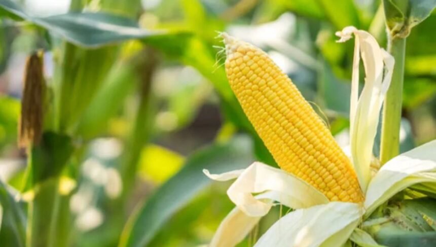 कृषक गोष्ठी