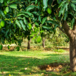 कोंकण के हापुस में भीषण संकट; क्या इस साल केवल 20% उत्पादन ही हो पाएगा? हजारों करोड़ के कारोबार पर असर पड़ेगा।